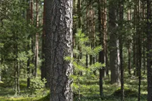 Woodland, Pine tree trunks in forest