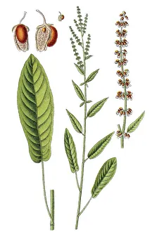 Woodland sorrel or dock (Rumex nemorosus)