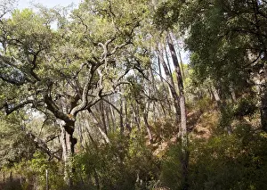 Woodland trees in Sierra de Aracena