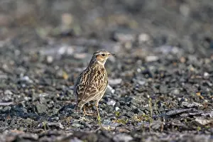 Woodlark (Lullula arborea), close-up