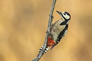 A woodpecker clings to a branch with a soft