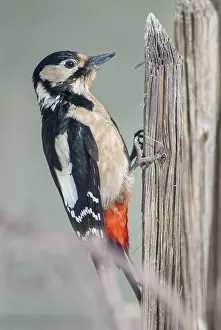 Woodpecker, Dendrocopos Major, Great Spotted Woodpecker