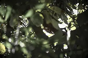 Woodpecker perched on tree branch hidden among green leaves