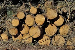 Woodpile of thick sawn tree trunks lying on the ground in the forest