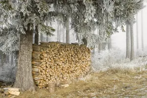 Woodpile with white frost under firs