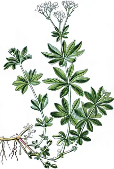 Woodruff (Asperula odorata), a medicinal plant
