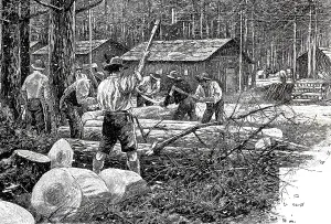 Woodworker in a forest destroyed by pests