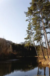 Woog in the Palatinate Forest