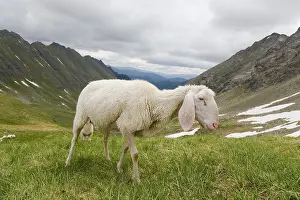 Wool sheep on the pasture at the Preberthoerl (Austrian alps)