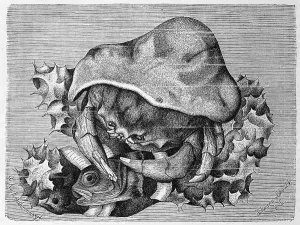 Woolly crab, Dromia vulgaris, Dromia personata