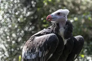 Woolly-headed Vulture (Trigonoceps occidentalis)