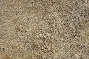 Woolly pig or Mangalica pig (Sus scrofa domesticus)