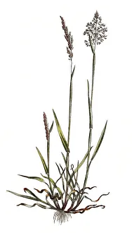 Woolly yorkshire fog (Holcus lanatus)