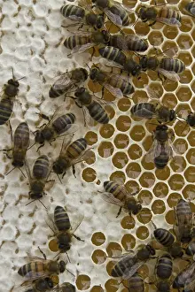 Worker bees on honey and nectar cells