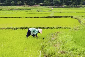 worker farmer green rice field Trending Item 6