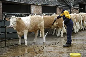 Worker preparing Simmental cattle for sale