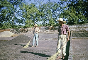 Workers with brooms sweeping coffee in the yard, Fazenda Sant Anna, Campinas, Brazil, South America 1962, South America