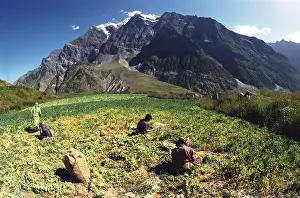 Workers in field, Himalayas