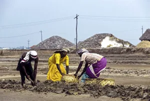 Workers in salt pan at Thoothukudi Tuticorin