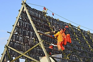 Category Scandinavia Prints: Workers on the wooden stockfish rack