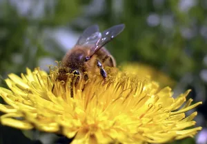 A working bee on a buttercup