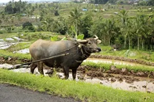 Working buffalo on a rice plantation