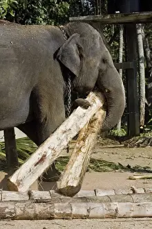 Working elephant, Asian or Asiatic Elephant (Elephas maximus)