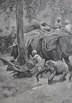 A working elephant is tied to a palm tree