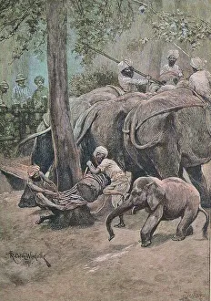 A working elephant is tied to a palm tree