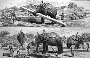 Working elephants in Burma, historical illustration