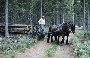 Working in the forest in the 1970s