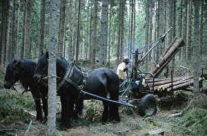 Working in the forest in the 1970s. A man works in his forest and cuts down trees to transport them on a with his horse to his home or the sawmill. Two horses pulls the wagon loaded with logs