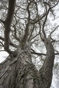 Worm's eye view over trunk and branches of old Scots pine (Pinus sylvestris) tree in Caledonian forest