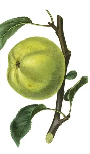 Wormsley Pippin, an old English variety of apple