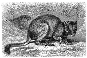 Woylie (Bettongia penicillata)