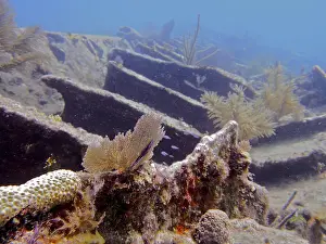 Category Coral Reefs DE Prints: Wreck of the Benwood, overgrown with soft corals and hard corals