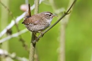 Wren (Troglodytes troglodytes)