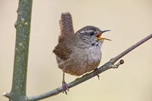 Wren (troglodytes troglodytes) Germany