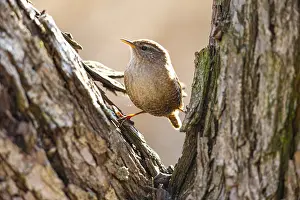 Wren (troglodytes troglodytes) Germany