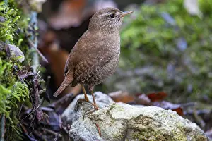 Wren (troglodytes troglodytes) Germany