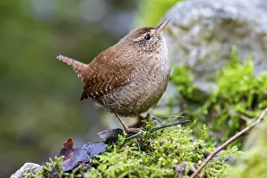 Wren (troglodytes troglodytes) Germany