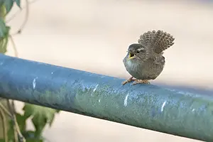 A wren (Troglodytes troglodytes) sits on a railing and sings