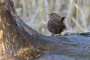 A wren (Troglodytes troglodytes) on a tree trunk in a natural environment
