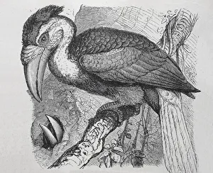 Wrinkled Hornbill, Yearling, great hornbill (Buceros bicornis)