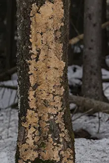 Wrinkled layer fungus (Stereum rugosum)