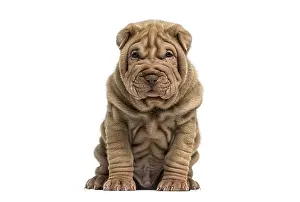 Wrinkled shar pei puppy sitting
