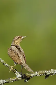 Wryneck (Jynx torquilla)