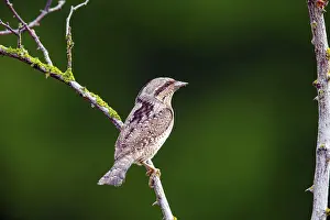 Wryneck, (Jynx torquilla), turning neck