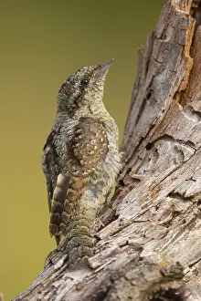 Wryneck, (Jynx torquilla), turning neck