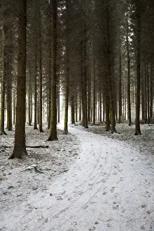 Wuerselener Forest in winter, near Aachen